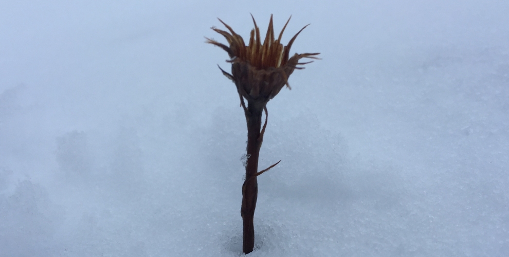 A winter flower buried in snow.